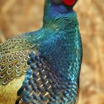 Versicolor