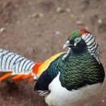 Lady