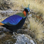 Nepal