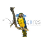Colar isabelino Buster para aves