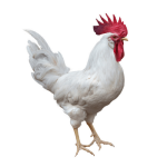 Galo Branca DEKALB WHITE ( Legorne )