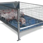 Curral Inicial para Leitões