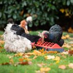 Comedouro para aves de 50 cm